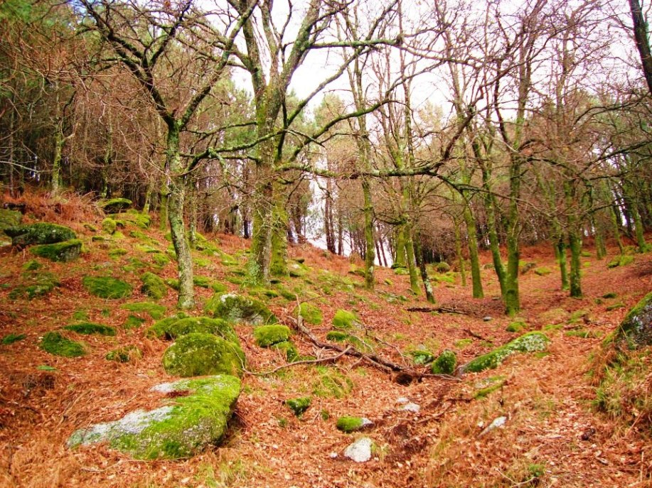 2013-03-23 - Árvores, pedras e musgo - Jorge Oliveira