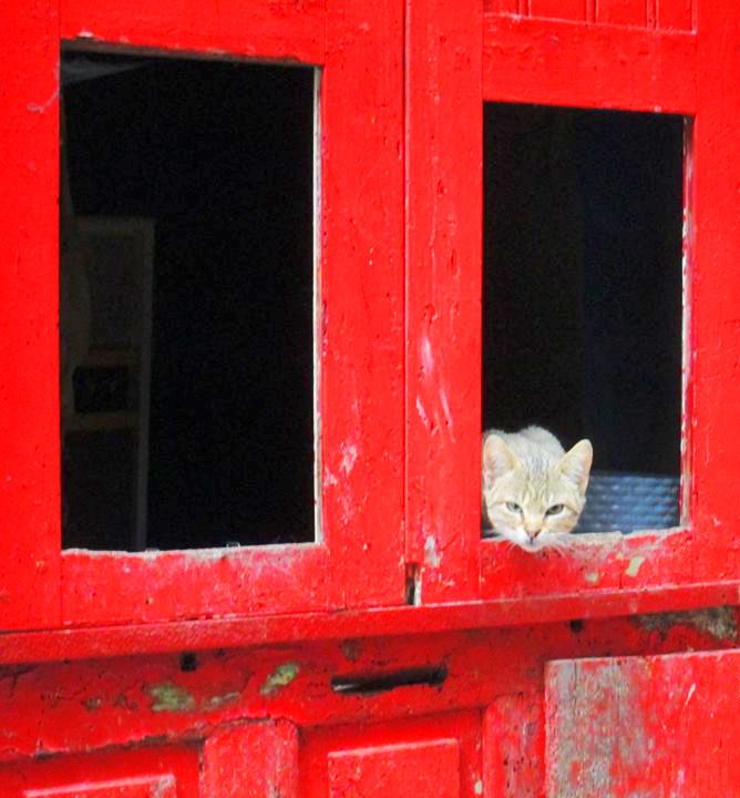 2014-03-04 - Gato à espreita - Porto - Emanuel Mascarenhas