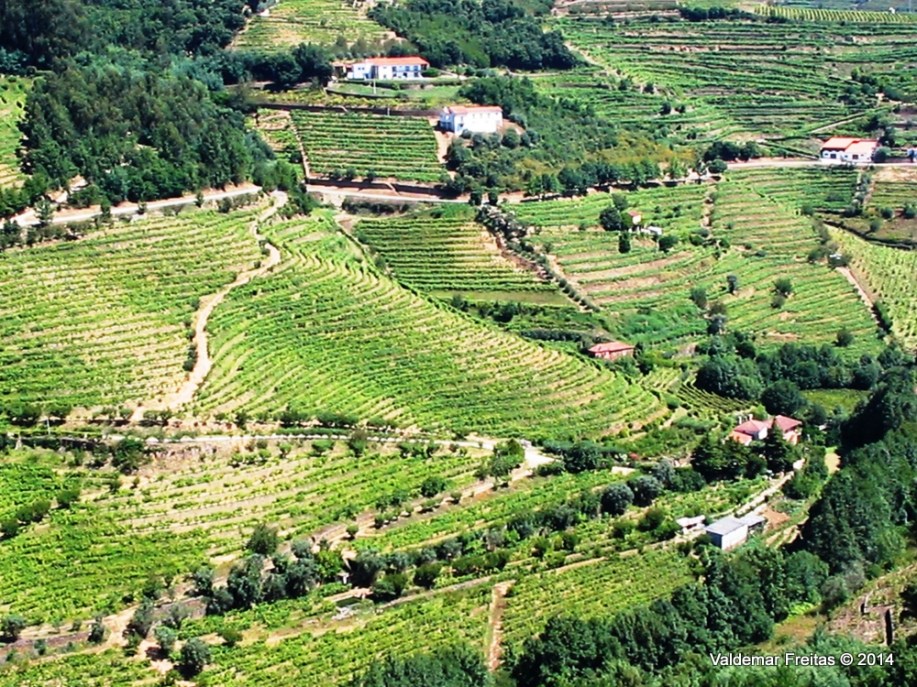 2014-07-13 - Vinhedos - Mesão Frio - Valdemar Freitas