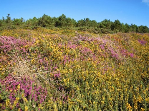 Caminho Chaves Santiago e Epilogo Fisterra Muxia 1002