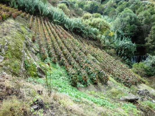 5PasseioDouroVinhateiro_006