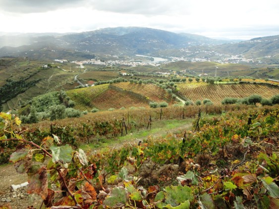 5PasseioDouroVinhateiro_183