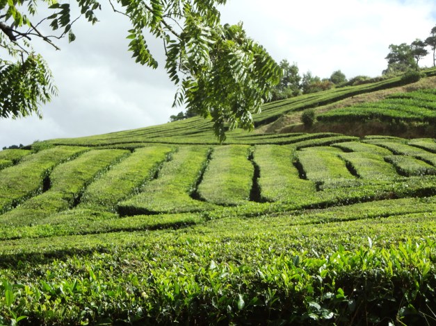 AzoresChallengeBTT2014_252